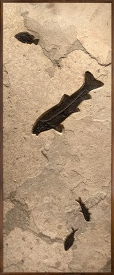A framed collector size fossil mural containing 4 fossil fish  