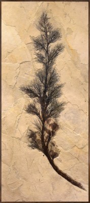 Fossil Palm Flower 2003gm