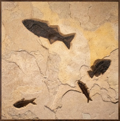 Fossil Fish Mural 0550mm