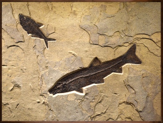 Fossil Fish Mural 0727am