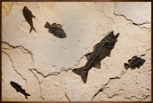 Fossil Fish Mural 8706am