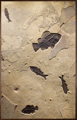 Fossil Fish Mural 7013am