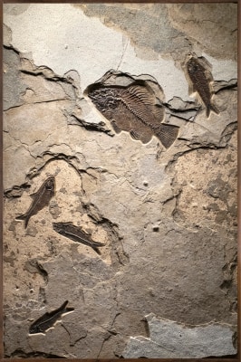 Fossil Mural 0800am  (SOLD)
