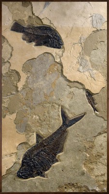 Fossil Fish Mural 8787am (SOLD)