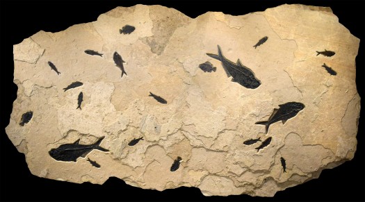 Fossil Fish Mural 4004gm