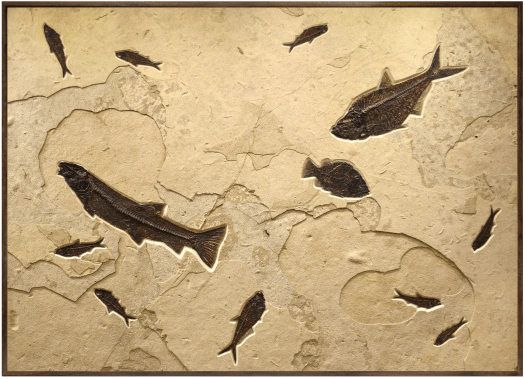 Fossil Fish 2757gm