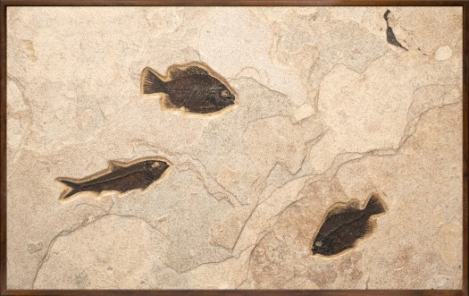 Small fossil mural with three fossil fish, framed and backed for wall mounting