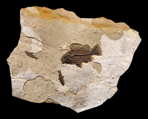 Fossil Fish Mural 3700am (Sold)