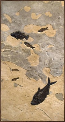 Fossil Fish Mural 5001gm