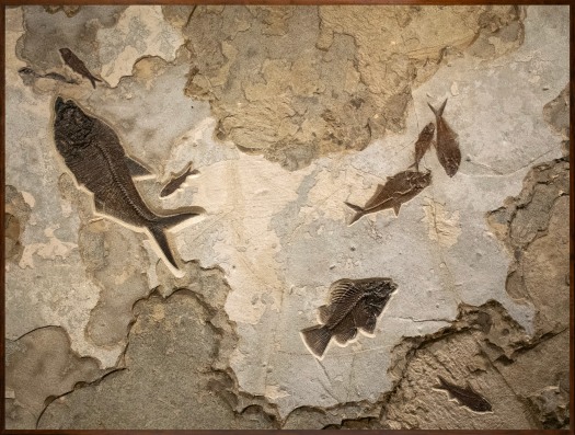 Fossil Mural 4002cm