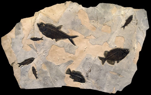 Fossil Fish Mural 5602cm