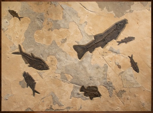 Fossil Fish Mural 8003cm