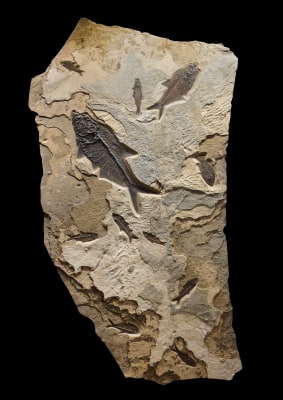 Fossil Fish Mural 2004cm