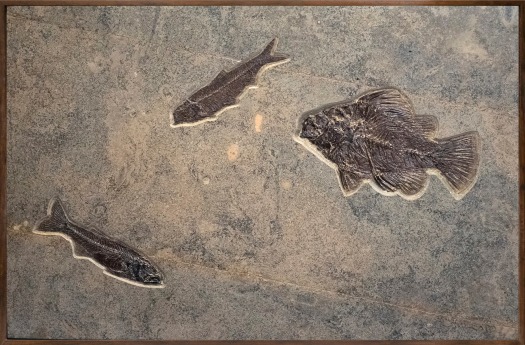 Fossil Fish Mural 2803mm