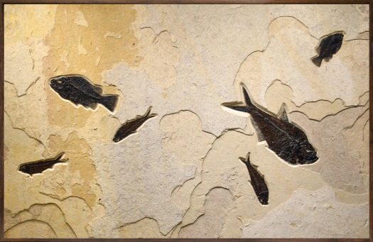 Fossil Fish Mural 6008cm