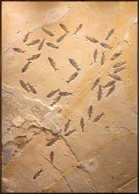 Fossil Fish Mural 4001cm