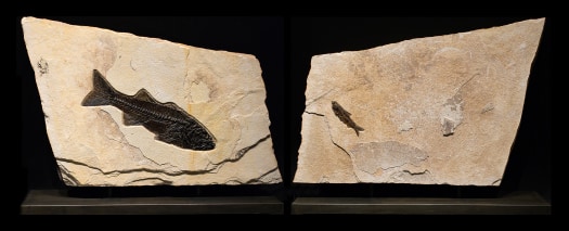 Fossil Sculpture 2364