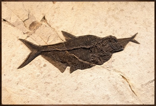 Fossil Fish Mural 6002am