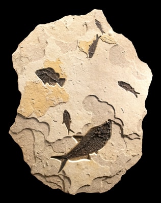 Irregularly shaped fossil mural with small and large fossil fish, wall mounted 