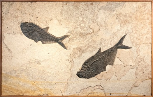 Fossil Mural 8343cm