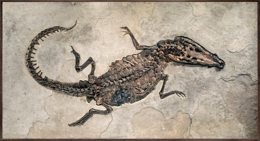 Fossil Crocodile Mural 8703gm