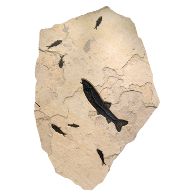 Fossil Fish Mural 7736gm