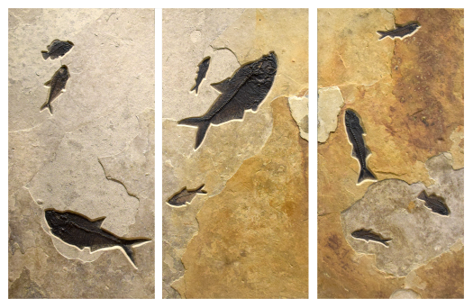 Fossil Fish Triptych 8006abc