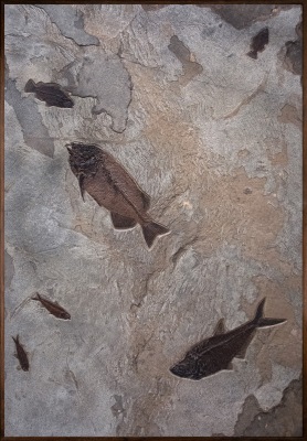 Fossil Fish Mural 5302gm