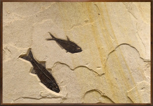 Fossil Mural 7011am