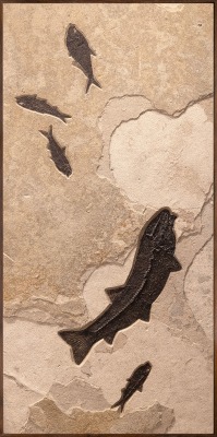 Fossil Fish Mural 9700cm