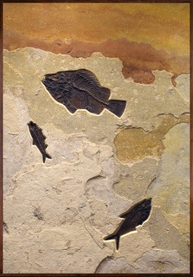Fossil Fish Mural 9770am ON HOLD)