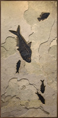 Fossil Fish Mural 9701cm