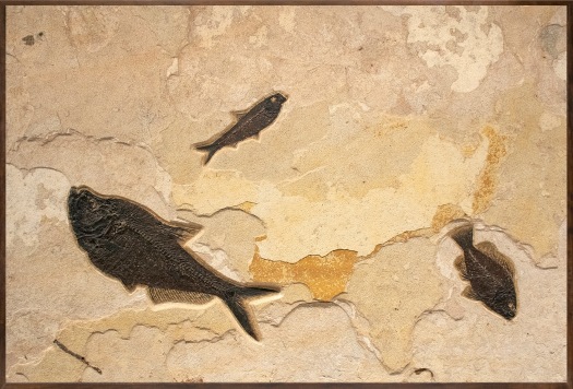 Fossil Fish Mural 0650am