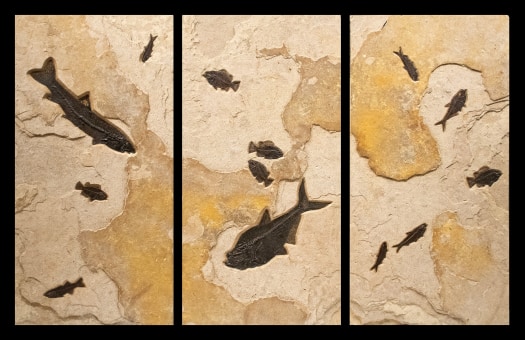 Fossil Triptych Mural 1007ABC