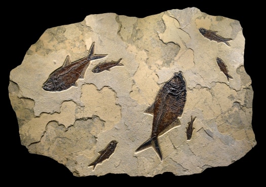 Fossil Fish Mural 7012cm