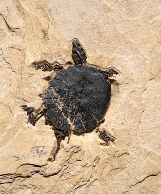 Fossil Turtle 8520am (SOLD)