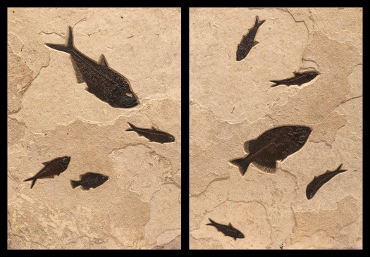 Fossil Fish Mural 1721AB