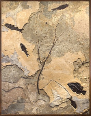 A fossil fish and branch mural quarried from a rare dark limestone layer