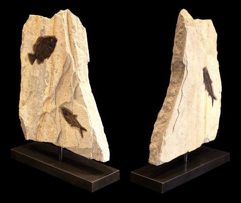 Fossil Fish Sculpture 7440