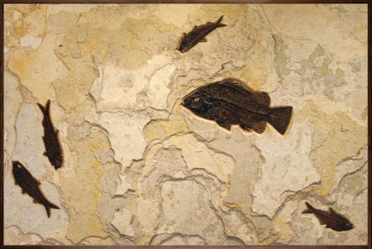 Fossil Mural 8701am