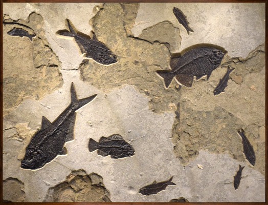 Fossil Fish Mural 2720cm