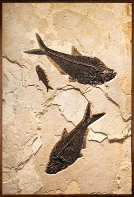 Fossil Fish Mural 3700am