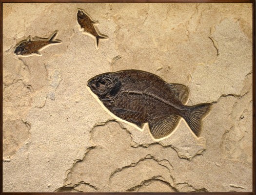 Fossil Fish Mural 7731am