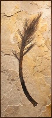 Fossil Palm Flower Mural 0100cm