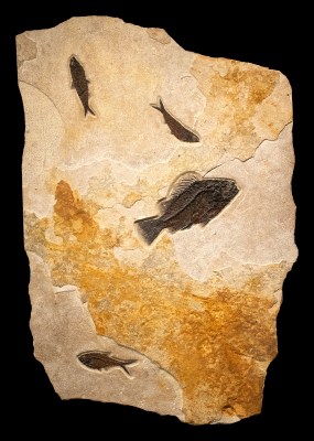 Fossil Fish Mural 9433am