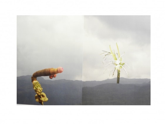 Avishek Sen  Untitled (diptych) 2014 Collage on print   25 x 17 in.