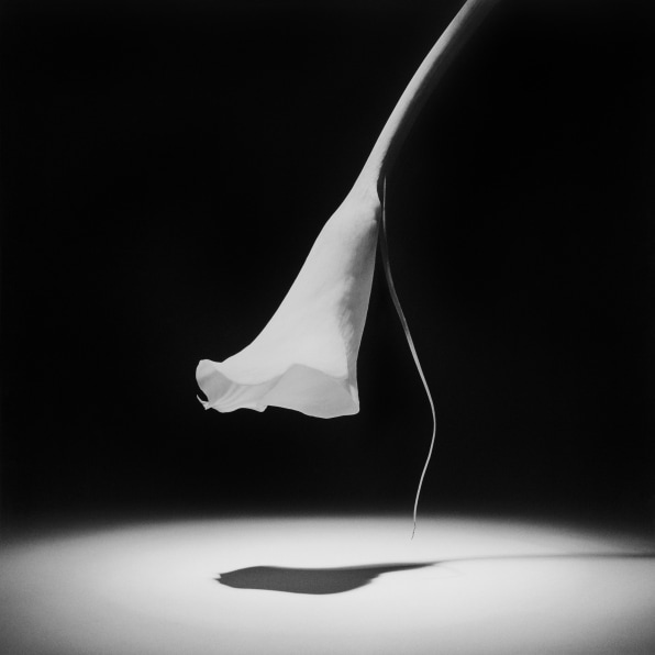 A single Calla Lily in a spotlight.