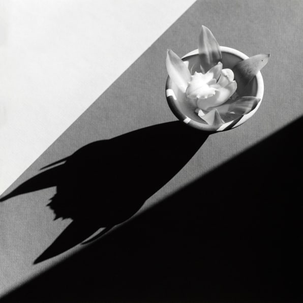 Orchid in small bowl with a large shadow.