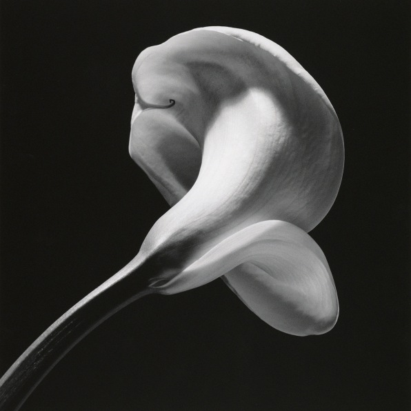 Calla lily in center of frame on a diagonal stem, facing away from camera.