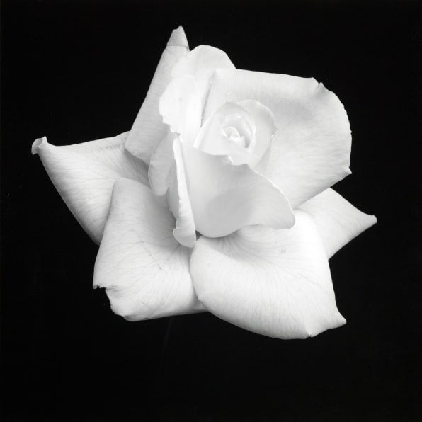 Single white rose against a black background.